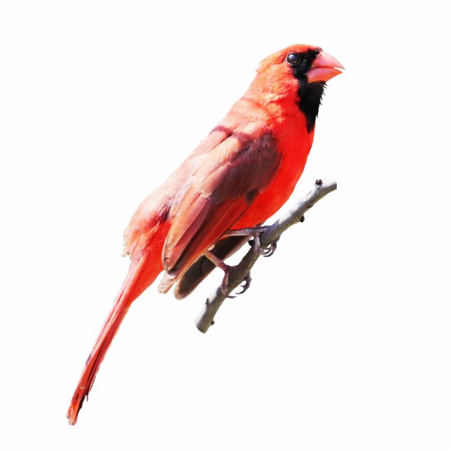 Northern Cardinal Cutout (Front)