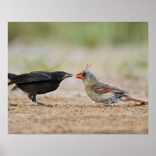 Northern Cardinal feeding baby cowbird Poster