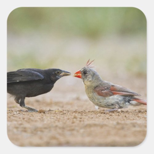 Northern Cardinal feeding baby cowbird Square Sticker