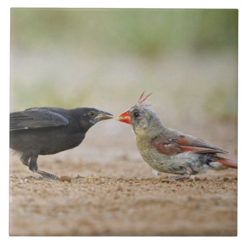 Northern Cardinal feeding baby cowbird Tile