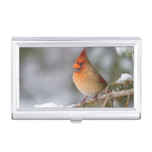 Northern Cardinal female in spruce tree in winter Business Card Case