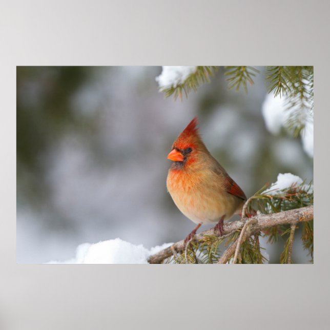 Northern Cardinal female in spruce tree in winter Poster (Front)