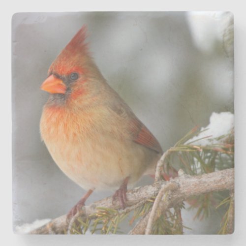 Northern Cardinal female in spruce tree in winter Stone Coaster