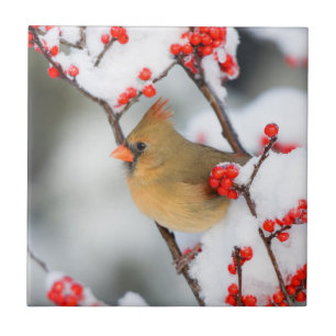 Northern Cardinal female on Common Winterberry Tile