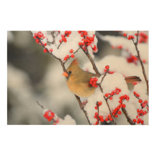 Northern Cardinal female on Common Winterberry Wood Wall Decor