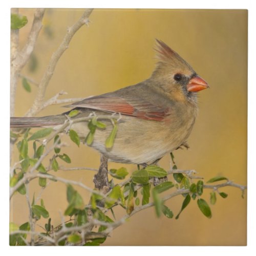 Northern Cardinal female perched on branch Ceramic Tile