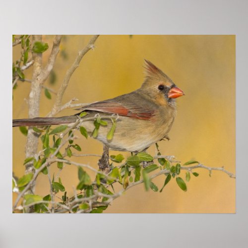 Northern Cardinal female perched on branch Poster