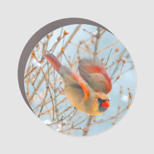 Northern Cardinal Flying - Original Photograph Car Magnet