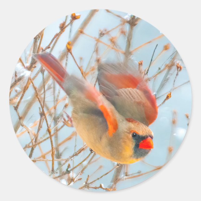 Northern Cardinal Flying - Original Photograph Classic Round Sticker (Front)
