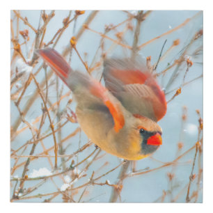 Northern Cardinal Flying - Original Photograph Faux Canvas Print