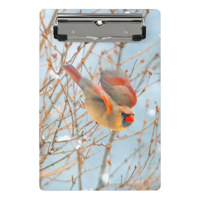 Northern Cardinal Flying - Original Photograph Mini Clipboard (Front)