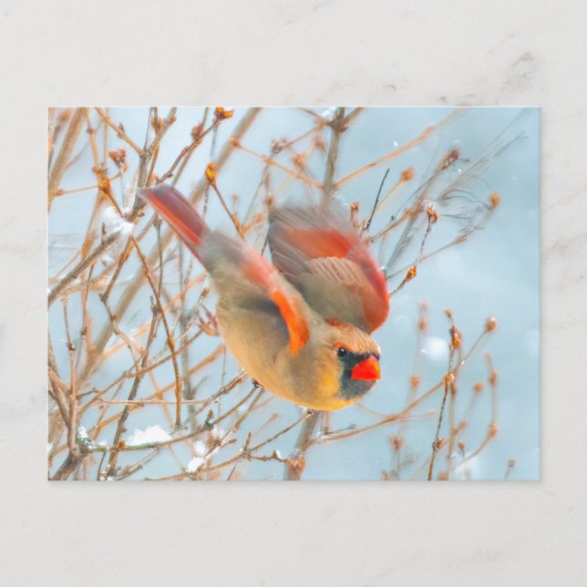 Northern Cardinal Flying - Original Photograph Postcard (Front)