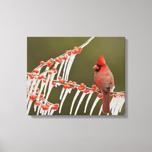 Northern Cardinal  Hill Country Texas Canvas Print