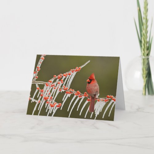 Northern Cardinal  Hill Country Texas Card