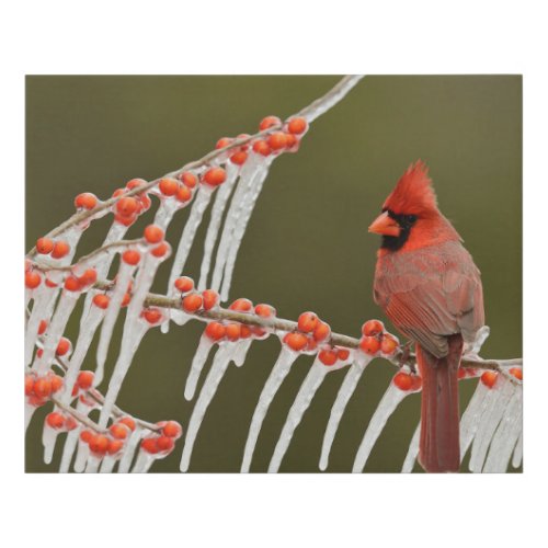Northern Cardinal  Hill Country Texas Faux Canvas Print