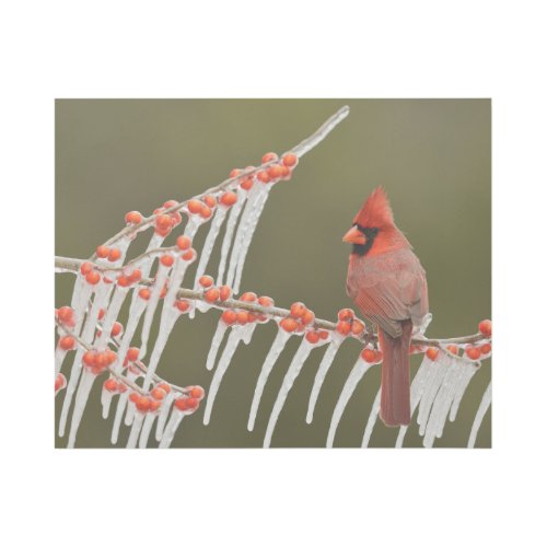 Northern Cardinal  Hill Country Texas Gallery Wrap