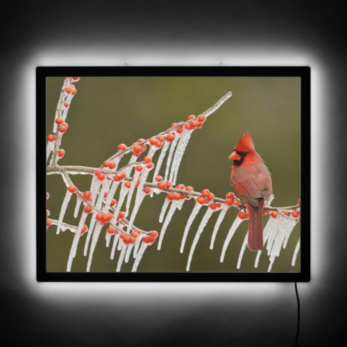 Northern Cardinal  Hill Country Texas LED Sign