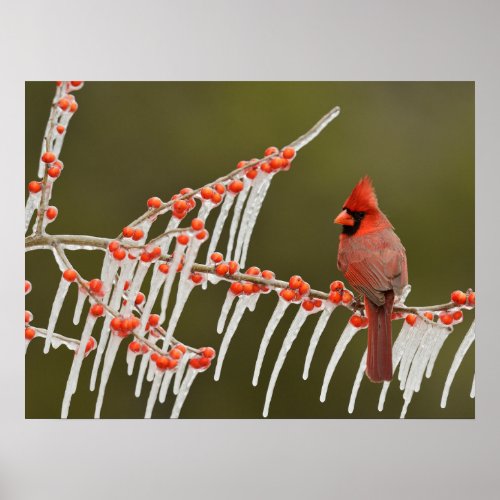 Northern Cardinal  Hill Country Texas Poster