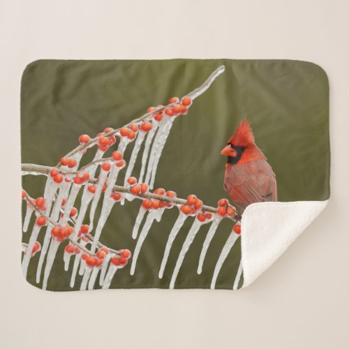 Northern Cardinal  Hill Country Texas Sherpa Blanket