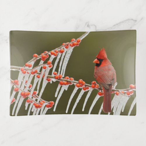 Northern Cardinal  Hill Country Texas Trinket Tray