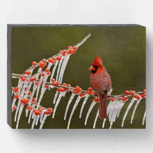 Northern Cardinal  Hill Country Texas Wooden Box Sign