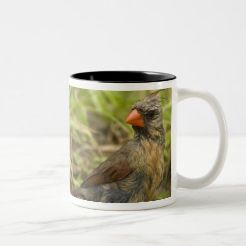 Northern Cardinal in backyard pond Two_Tone Coffee Mug