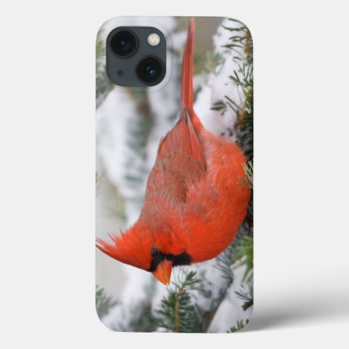 Northern Cardinal in Balsam fir tree in winter iPhone 13 Case