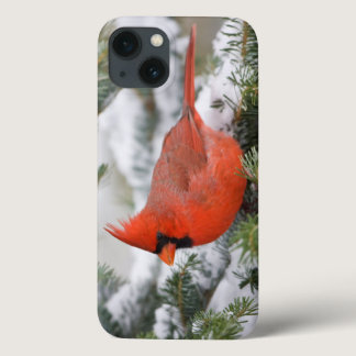 Northern Cardinal in Balsam fir tree in winter iPhone 13 Case