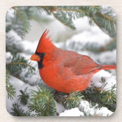 Northern Cardinal in Balsam fir tree in winter Coaster