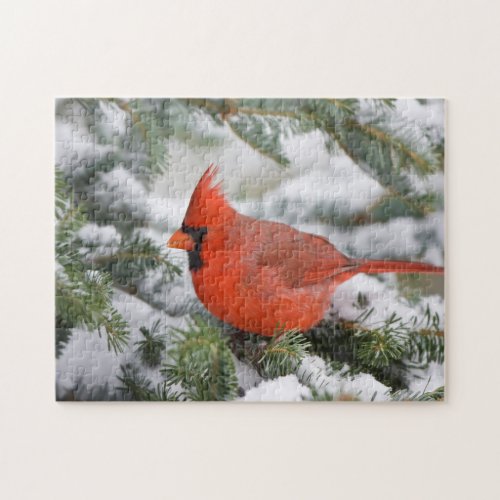 Northern Cardinal in Balsam fir tree in winter Jigsaw Puzzle