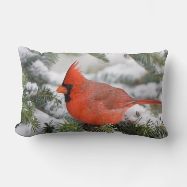 Northern Cardinal in Balsam fir tree in winter Lumbar Pillow (Front)