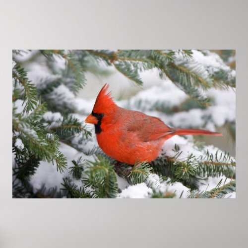 Northern Cardinal in Balsam fir tree in winter Poster