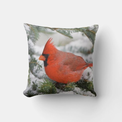 Northern Cardinal in Balsam fir tree in winter Throw Pillow