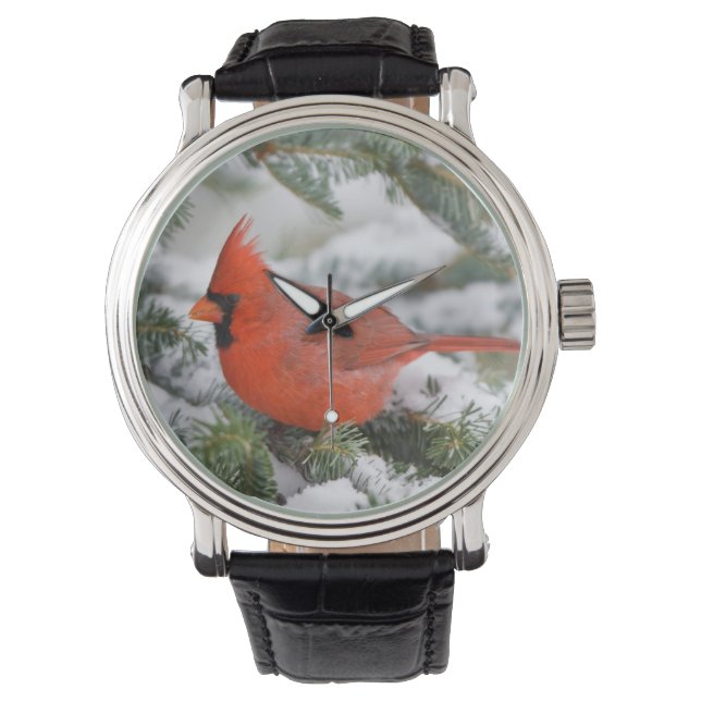 Northern Cardinal in Balsam fir tree in winter Watch (Front)