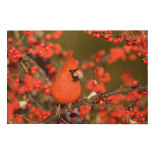 Northern Cardinal in Common Winterberry Wood Wall Decor