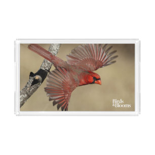 Northern Cardinal In Flight Acrylic Tray