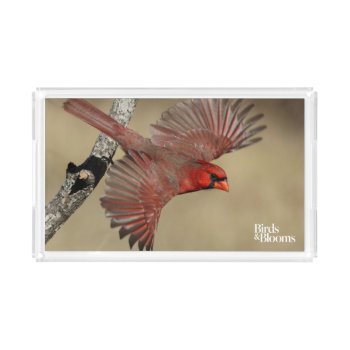 Northern Cardinal In Flight Acrylic Tray by birdsandblooms at Zazzle
