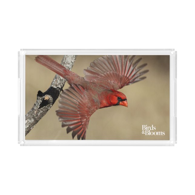 Northern Cardinal In Flight Acrylic Tray (Front)