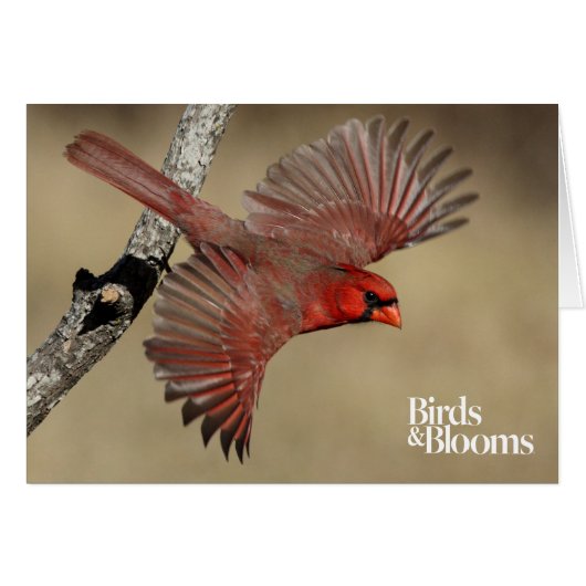 Northern Cardinal In Flight Cards (Front Horizontal)