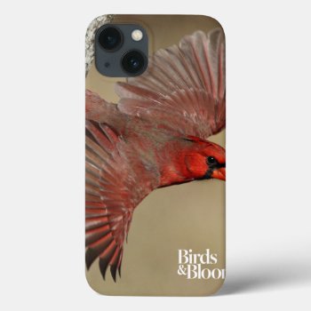 Northern Cardinal In Flight Iphone 13 Case by birdsandblooms at Zazzle