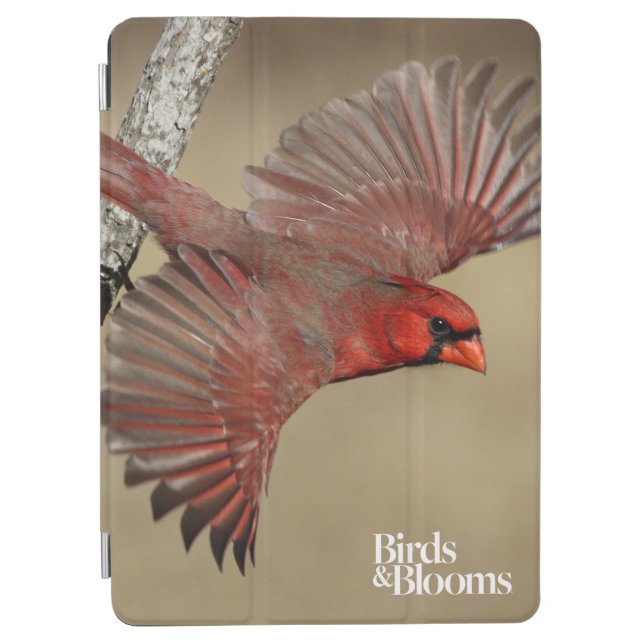 Northern Cardinal In Flight iPad Air Cover (Front)