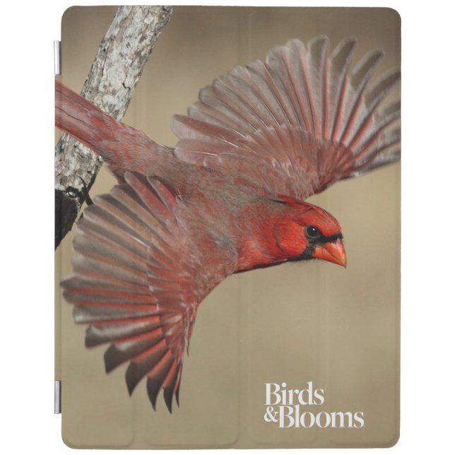 Northern Cardinal In Flight iPad Air Cover (Front)