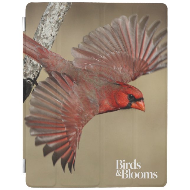 Northern Cardinal In Flight iPad Smart Cover (Front)