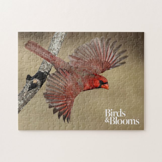 Northern Cardinal In Flight Jigsaw Puzzle (Horizontal)