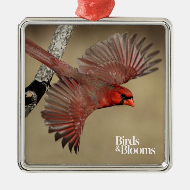 Northern Cardinal In Flight Metal Ornament (Front)