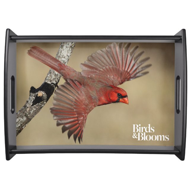 Northern Cardinal In Flight Serving Tray (Front)