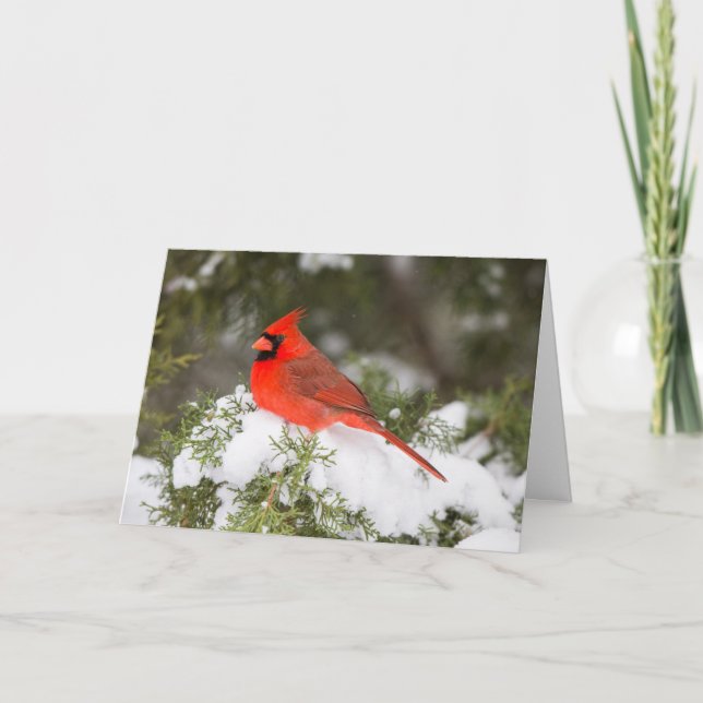 Northern Cardinal in Juniper Tree at Wintertime Holiday Card (Front)
