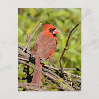 Northern Cardinal In Michigan Postcard