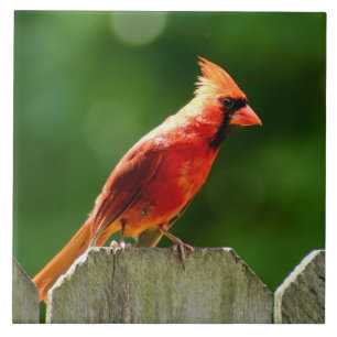Northern Cardinal in Summer Nature Photography Ceramic Tile