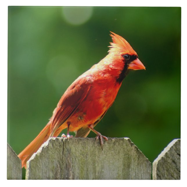 Northern Cardinal in Summer Nature Photography Ceramic Tile (Front)